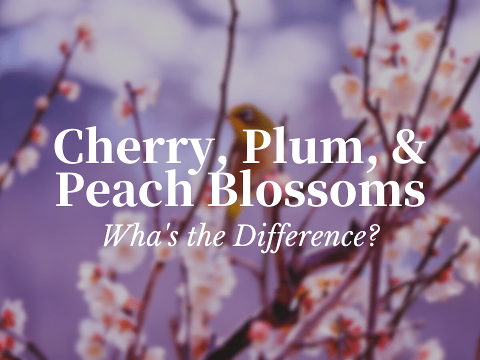 Cherry, Plum and Peach Blossoms: What is the Difference - Japan