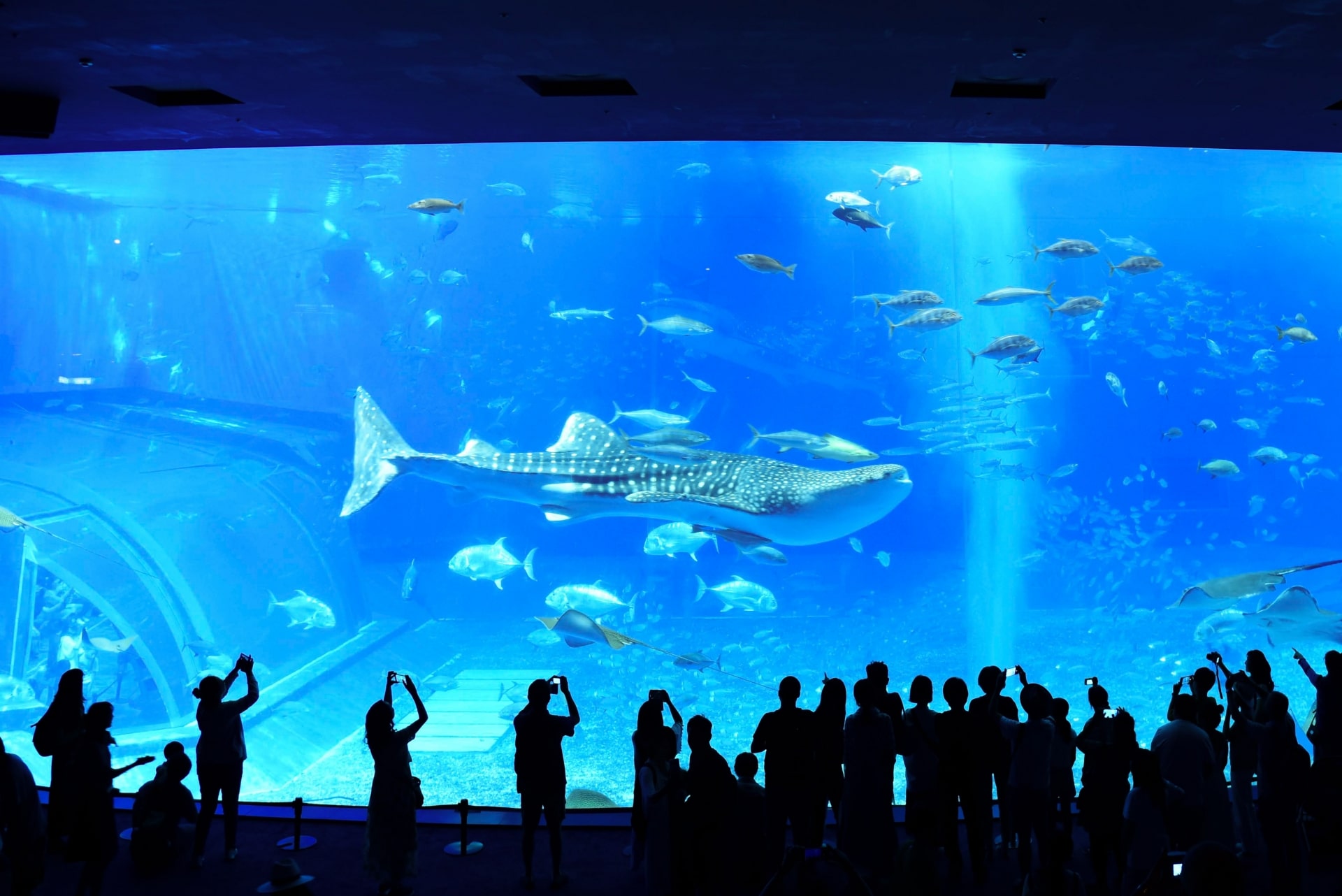 Churaumi Aquarium