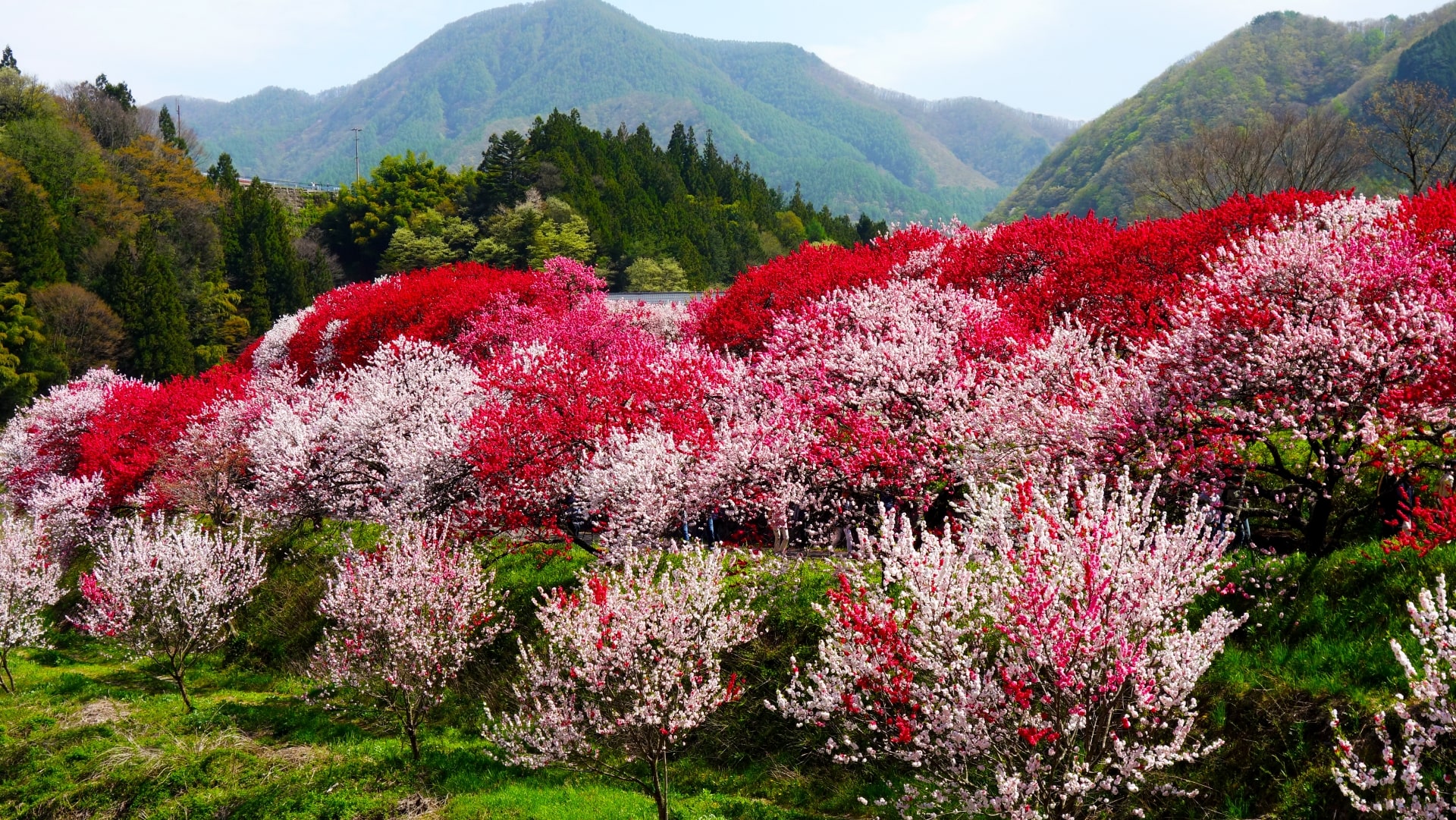 10 Best Spots To View Peach Blossoms In Japan Japan Web Magazine