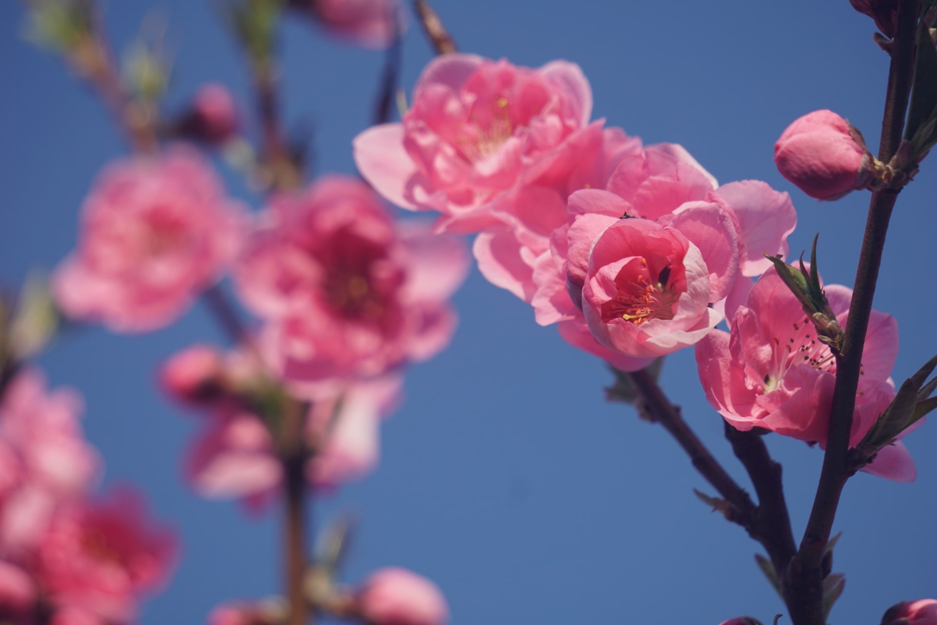 まるきた花桃園-min