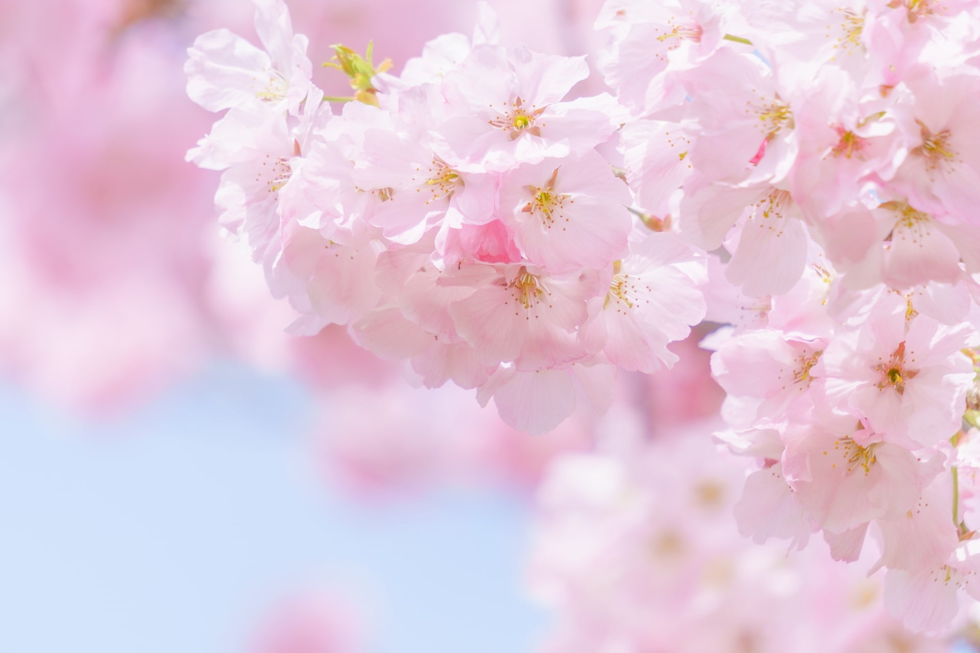 cherry-plum-and-peach-blossoms-what-is-the-difference-japan-web