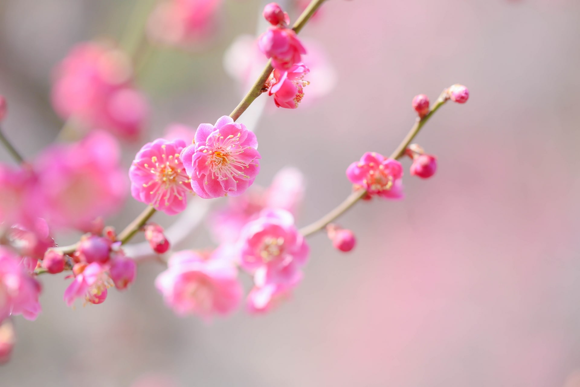 梅-min