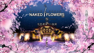 Nijo Castle Cherry Blossom Light-Up by NAKED