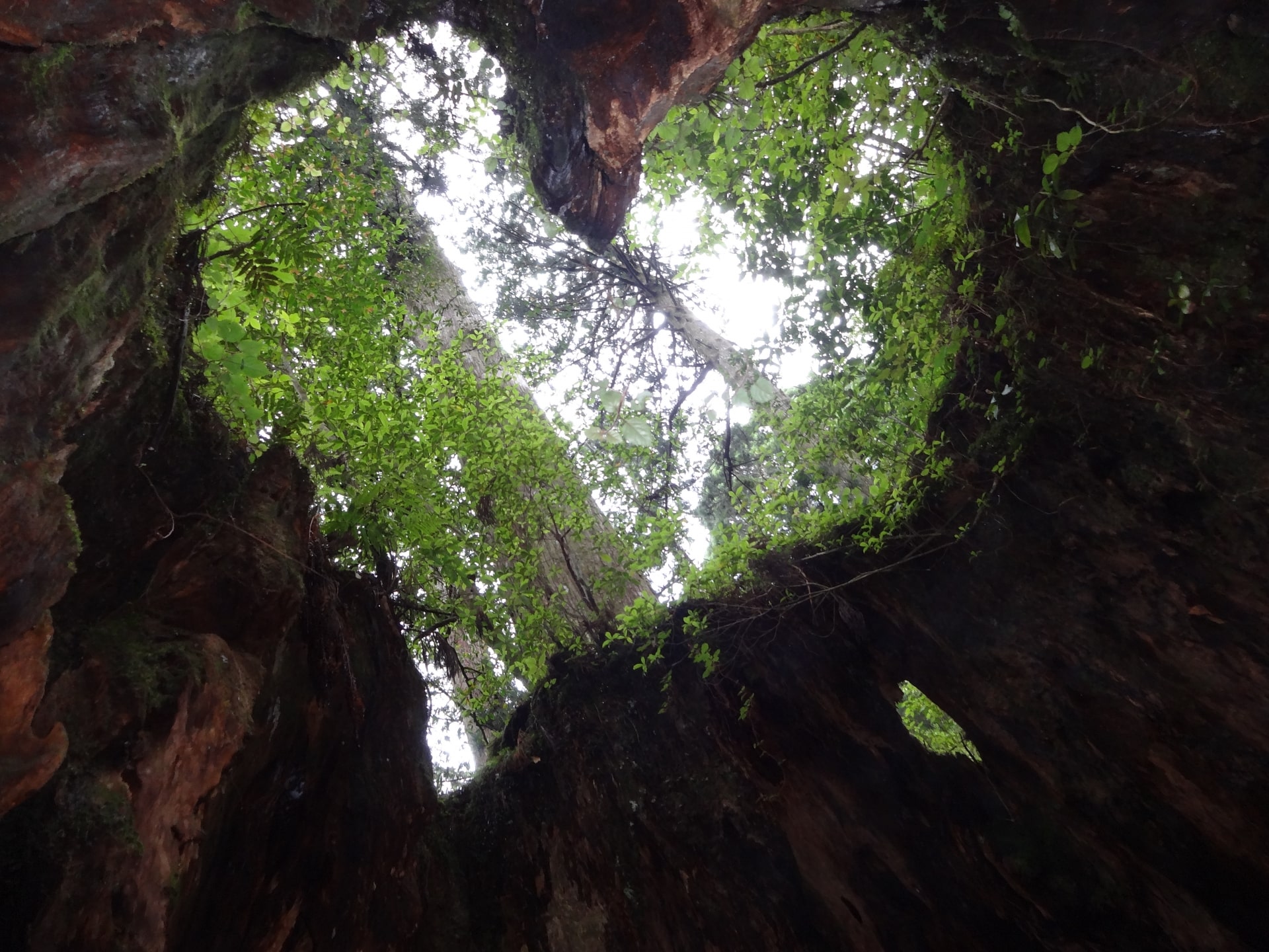 Wilson's Stump