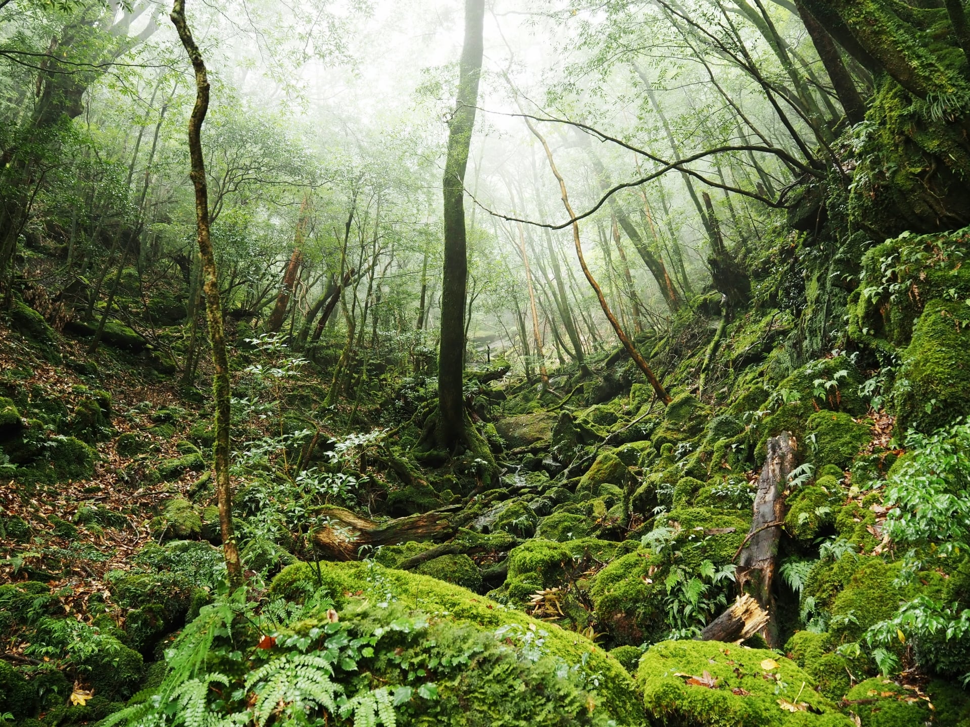 lesson7 eco tour in yakushima