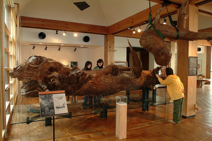 Yakusugi Museum
