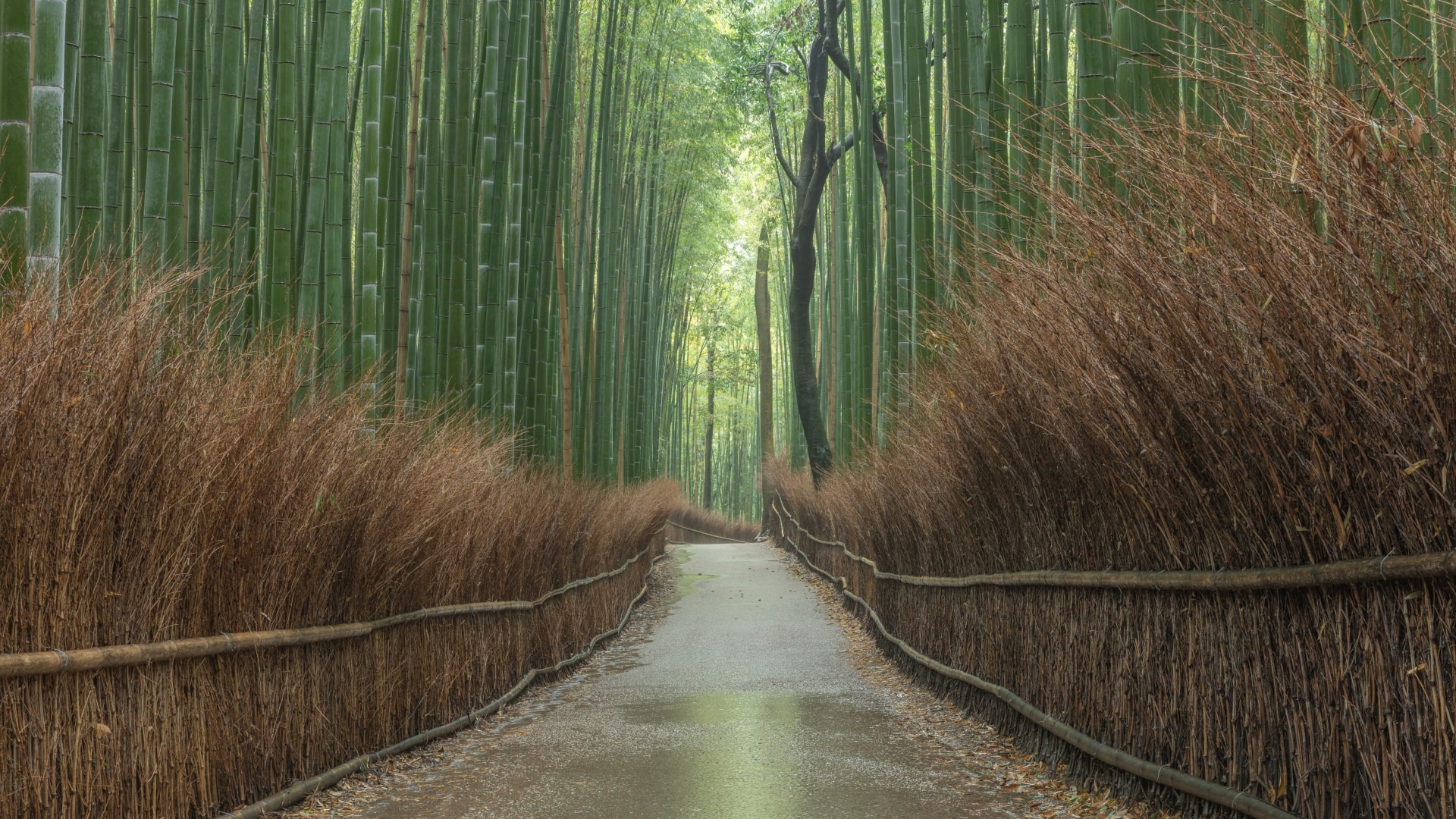 Arashiyama Bamboo Grove