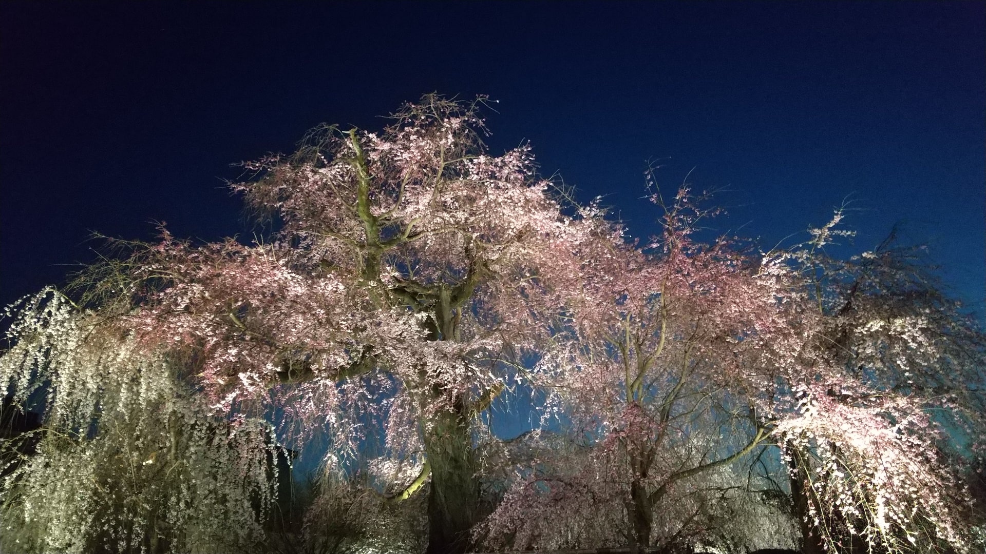 The symbolic cherry blossoms in Maruyama Park