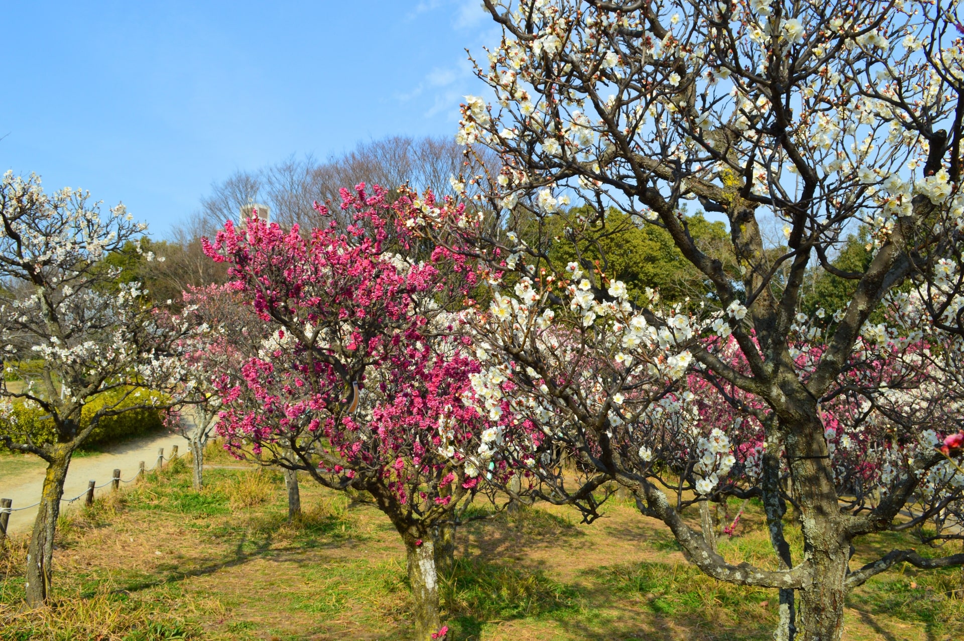 The pulm trees in Umekoji Park