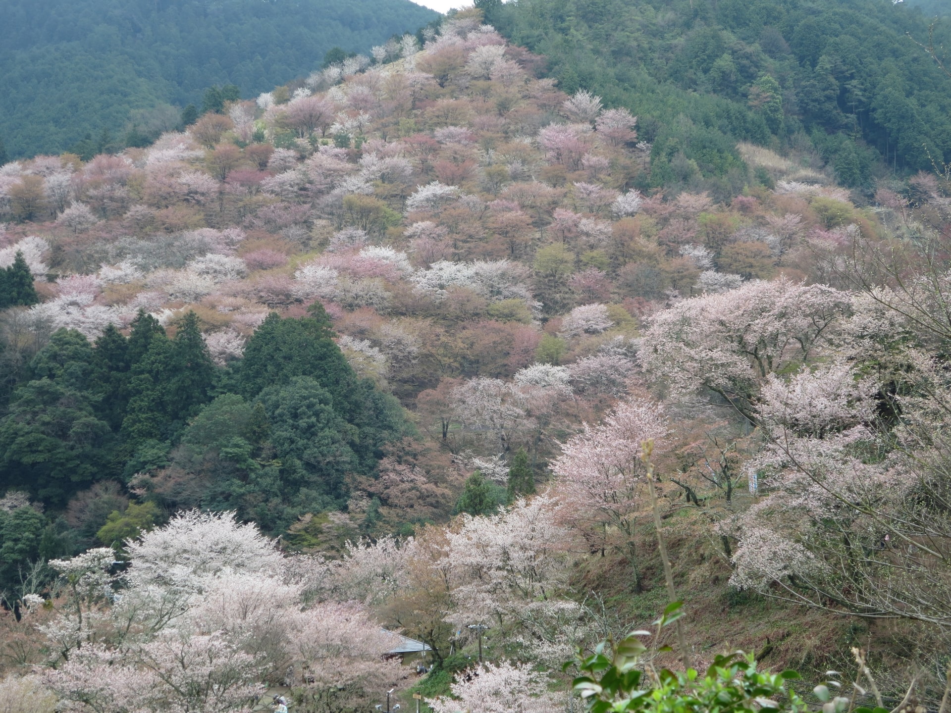 yoshino