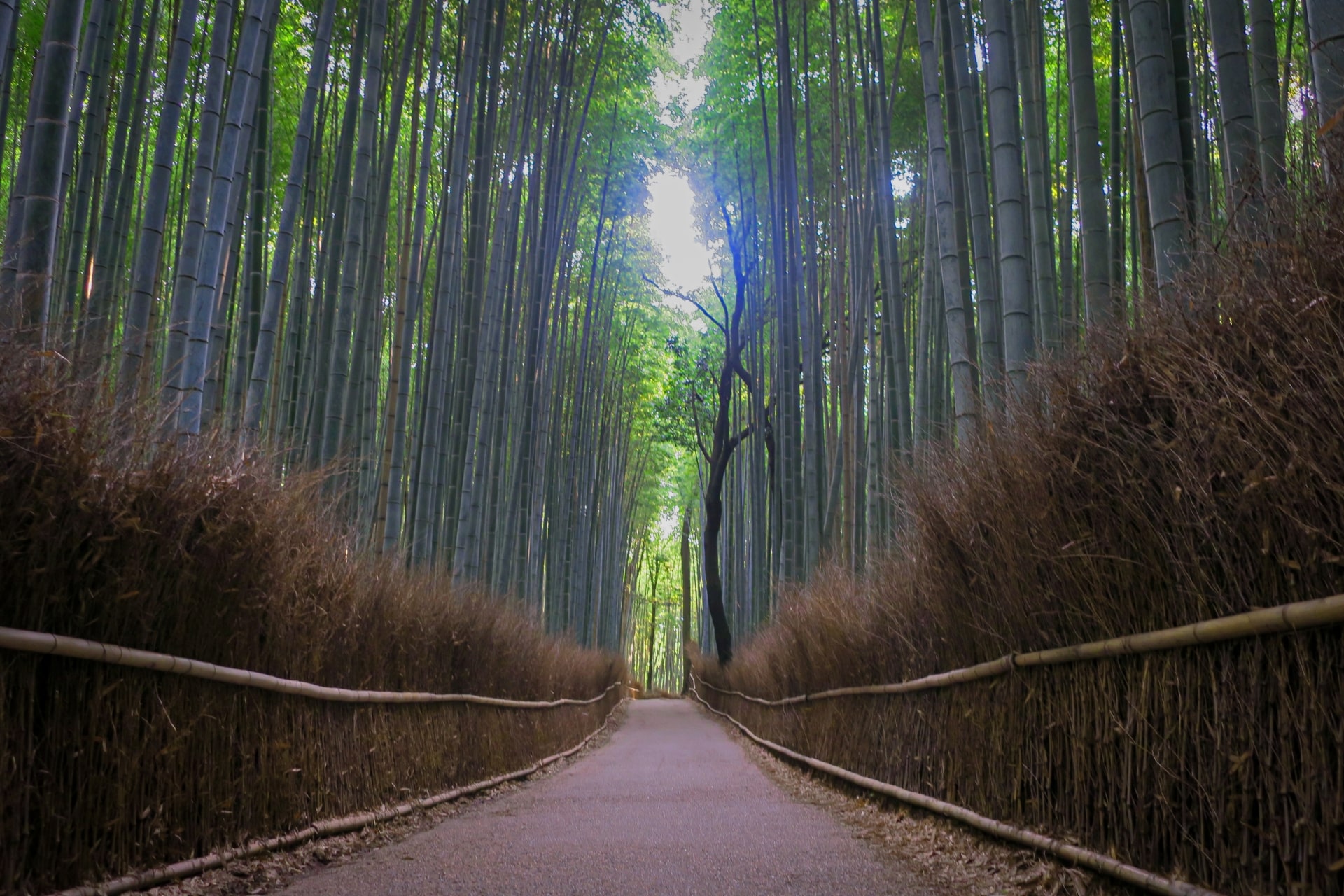 Arashiyama Bamboo Grove