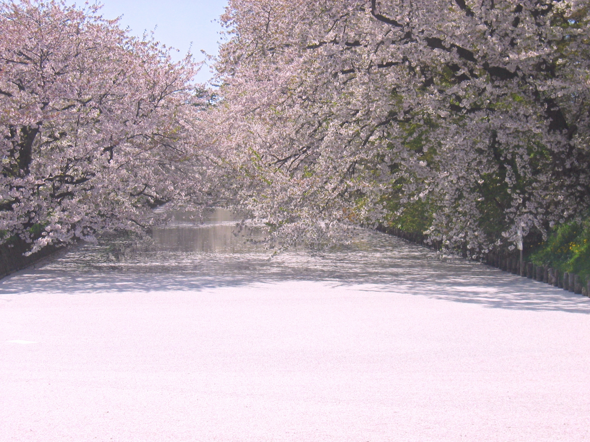 Aomori Cherry Blossom