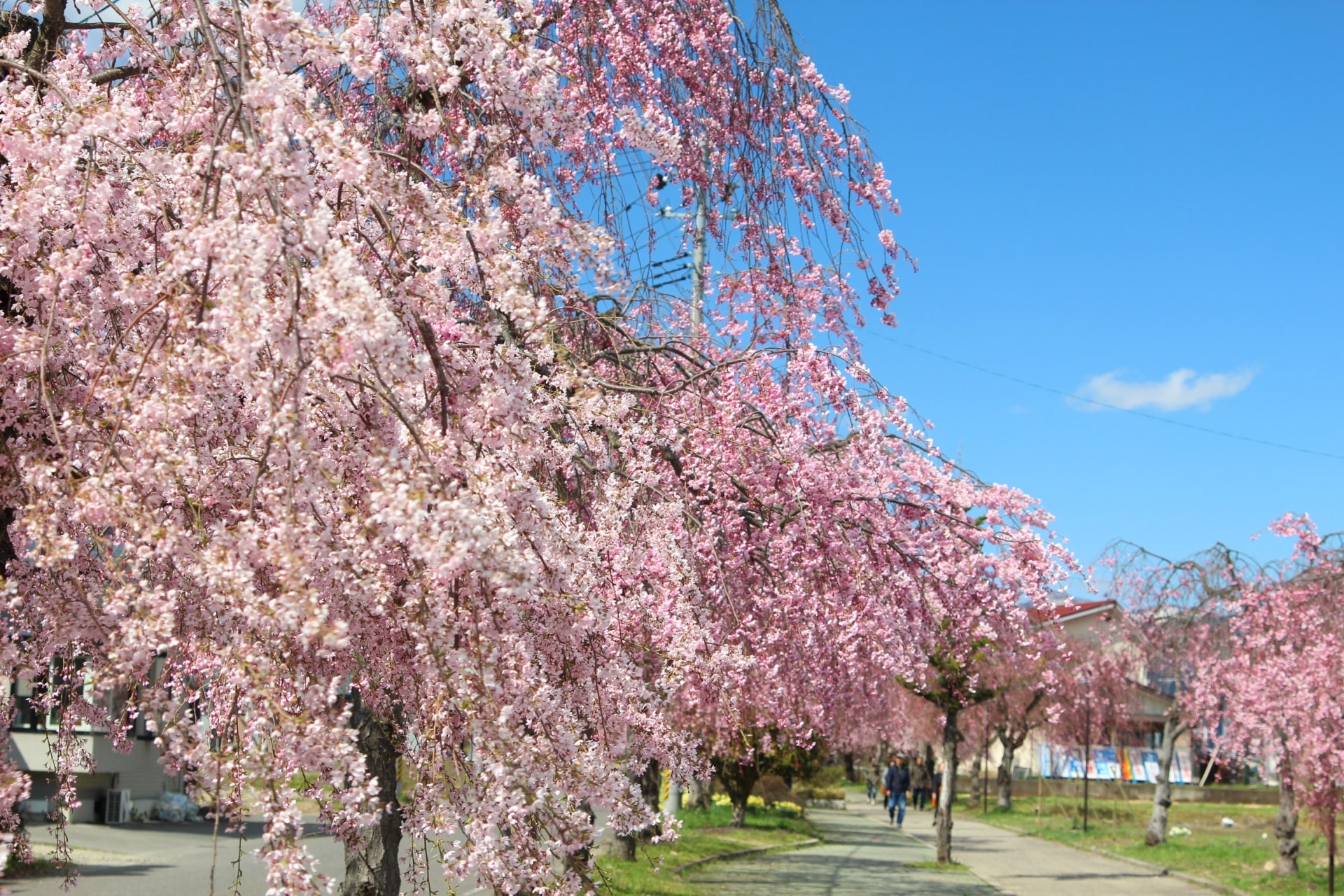 Fukushima Cherry Blossom-min