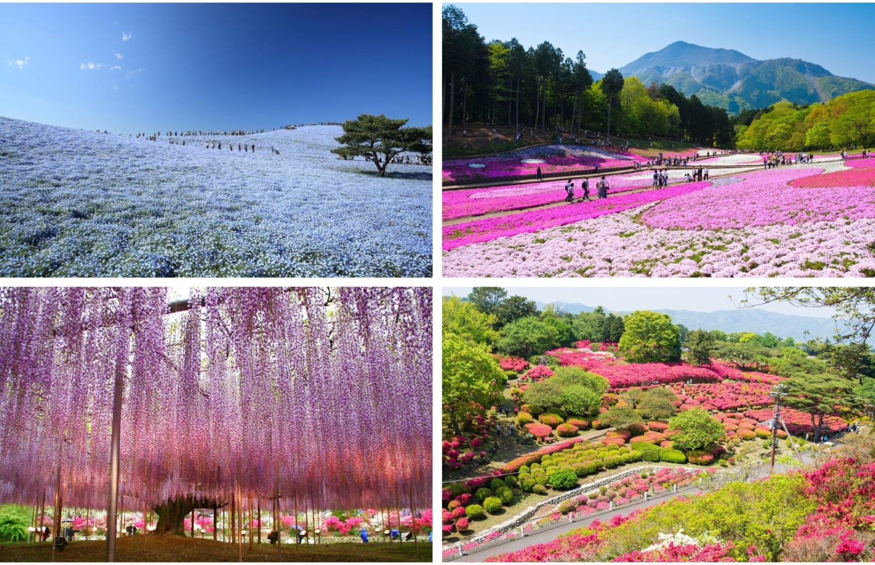 Nemophila at Hitachi seaside park, Shibazakura, Wisteria in Tochigi, Azaleas in Komuroyama