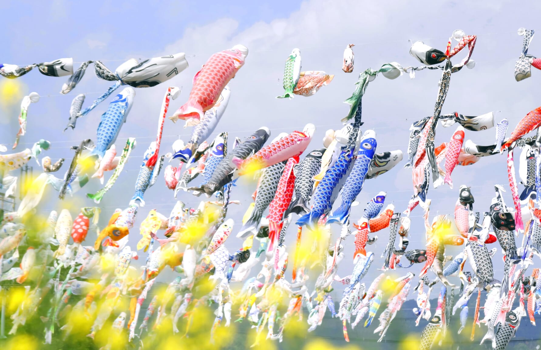 Koinobori in Japan