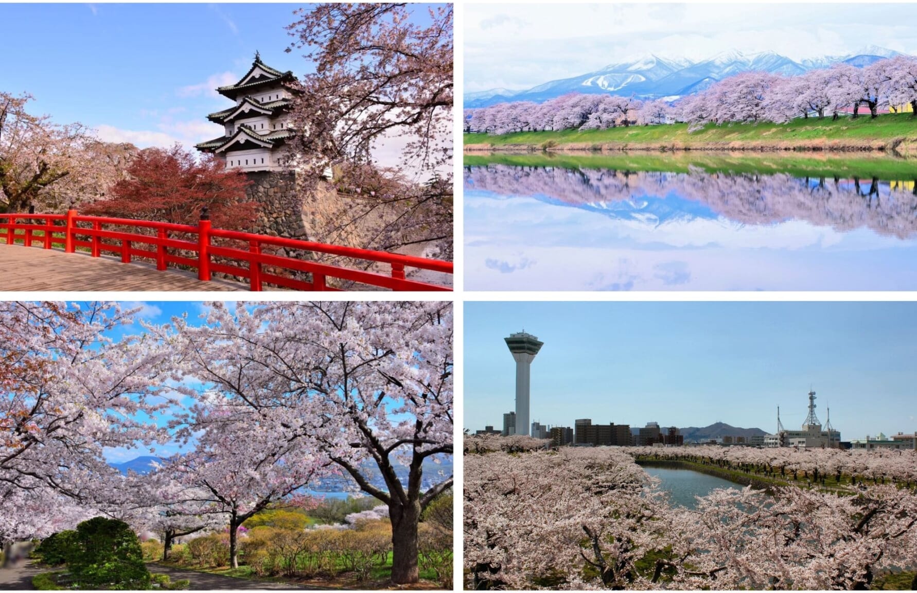 Cherry blossom locations across tohoku