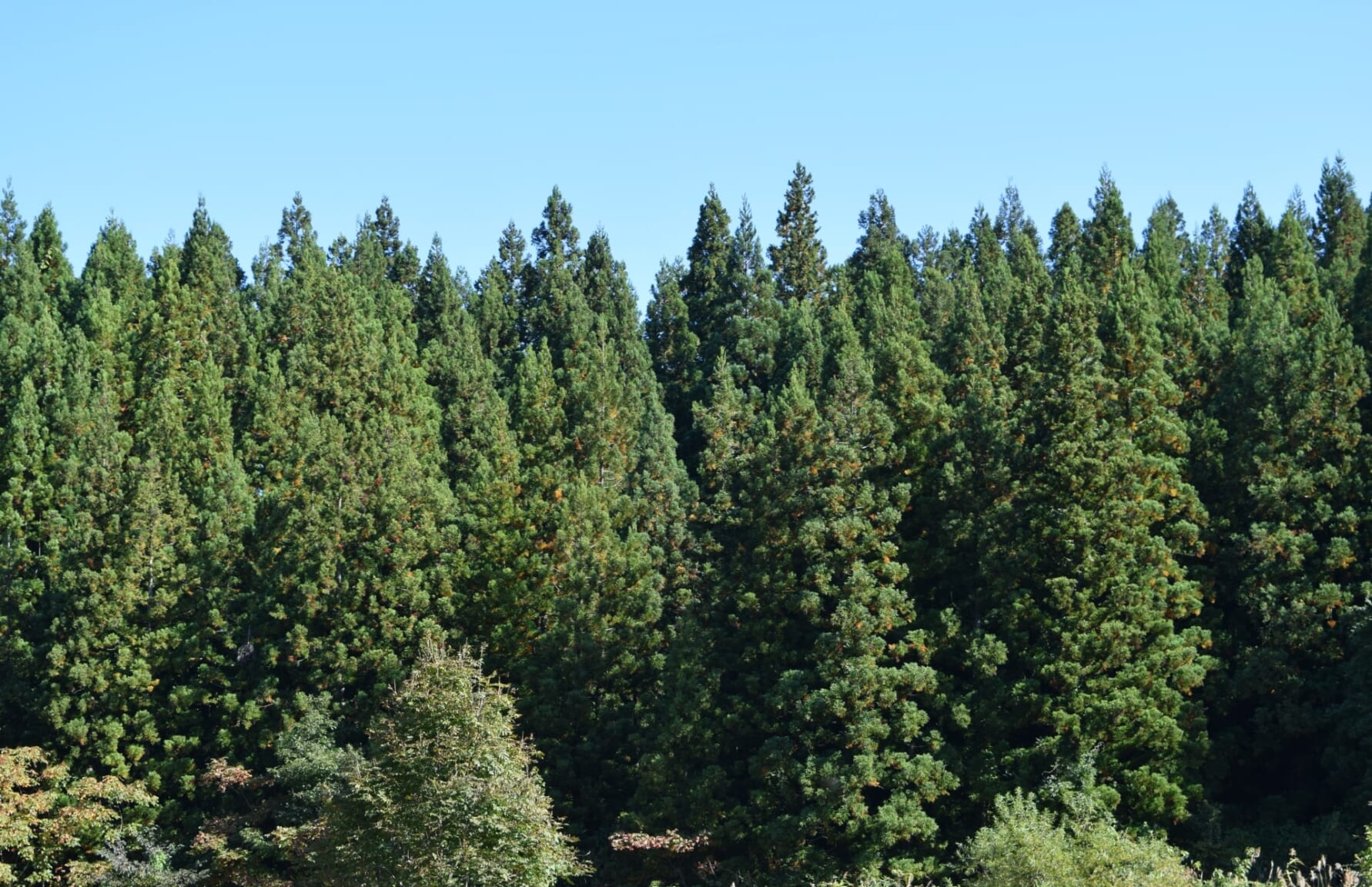 Japanese Cedar trees