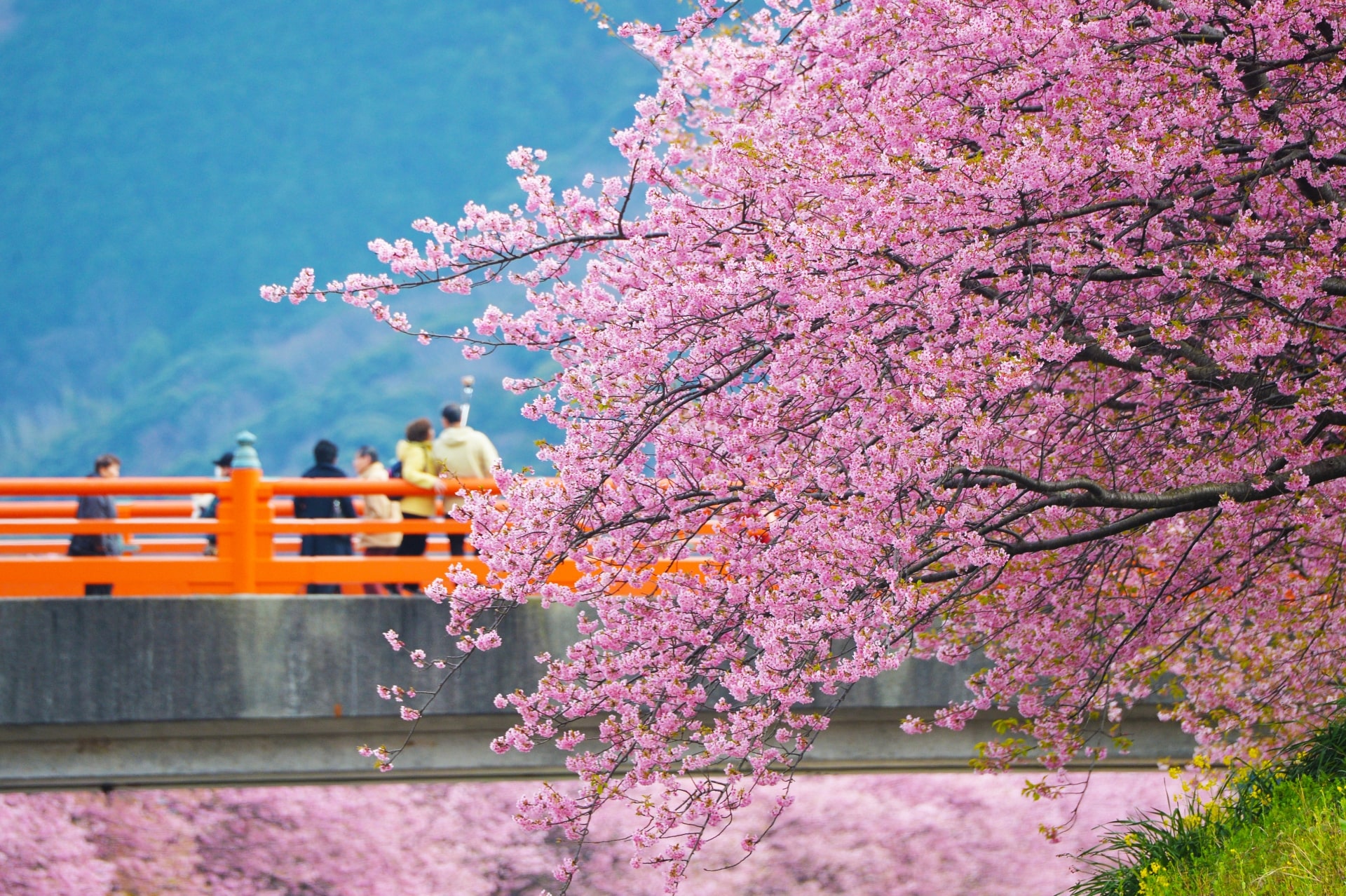 Kawazu Cherry Blossom