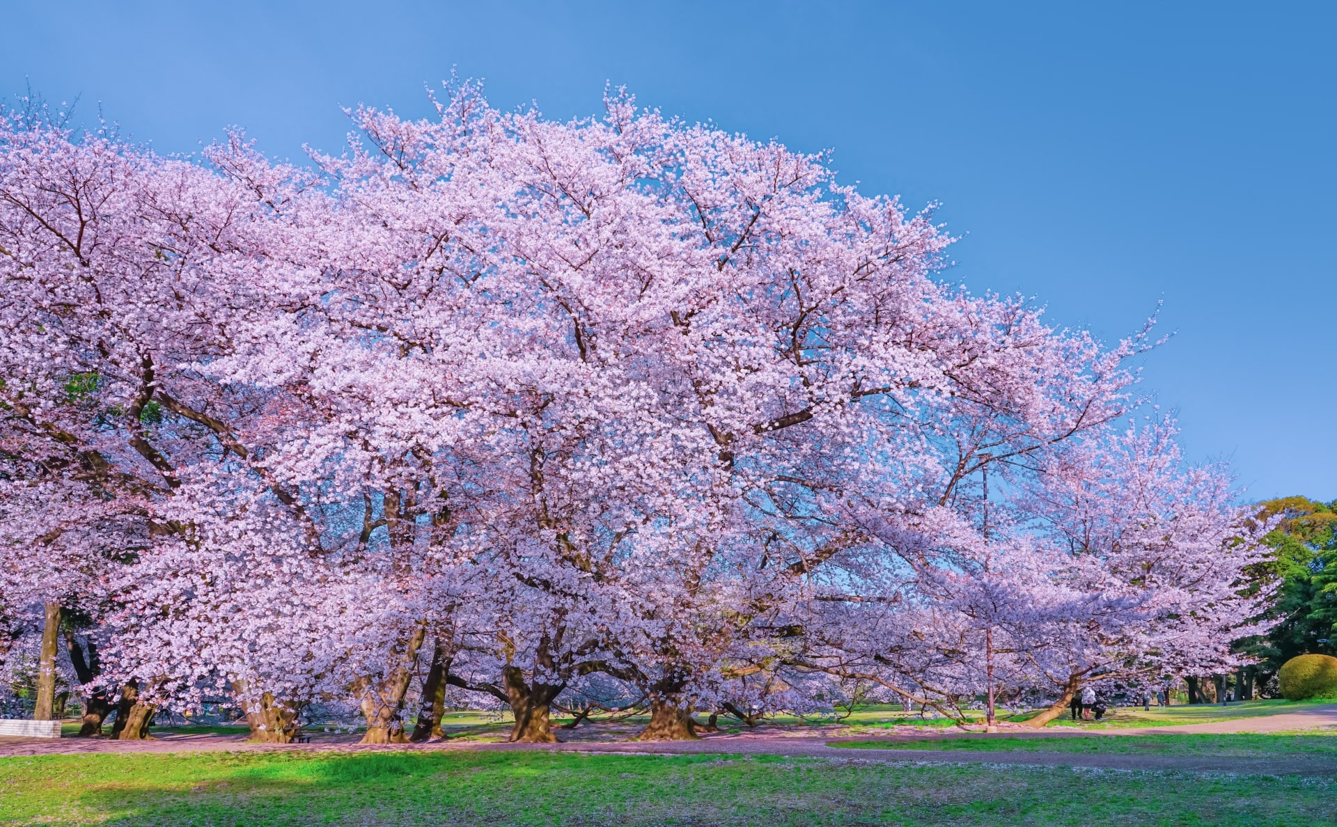 Kinuta Park Cherry Blossom
