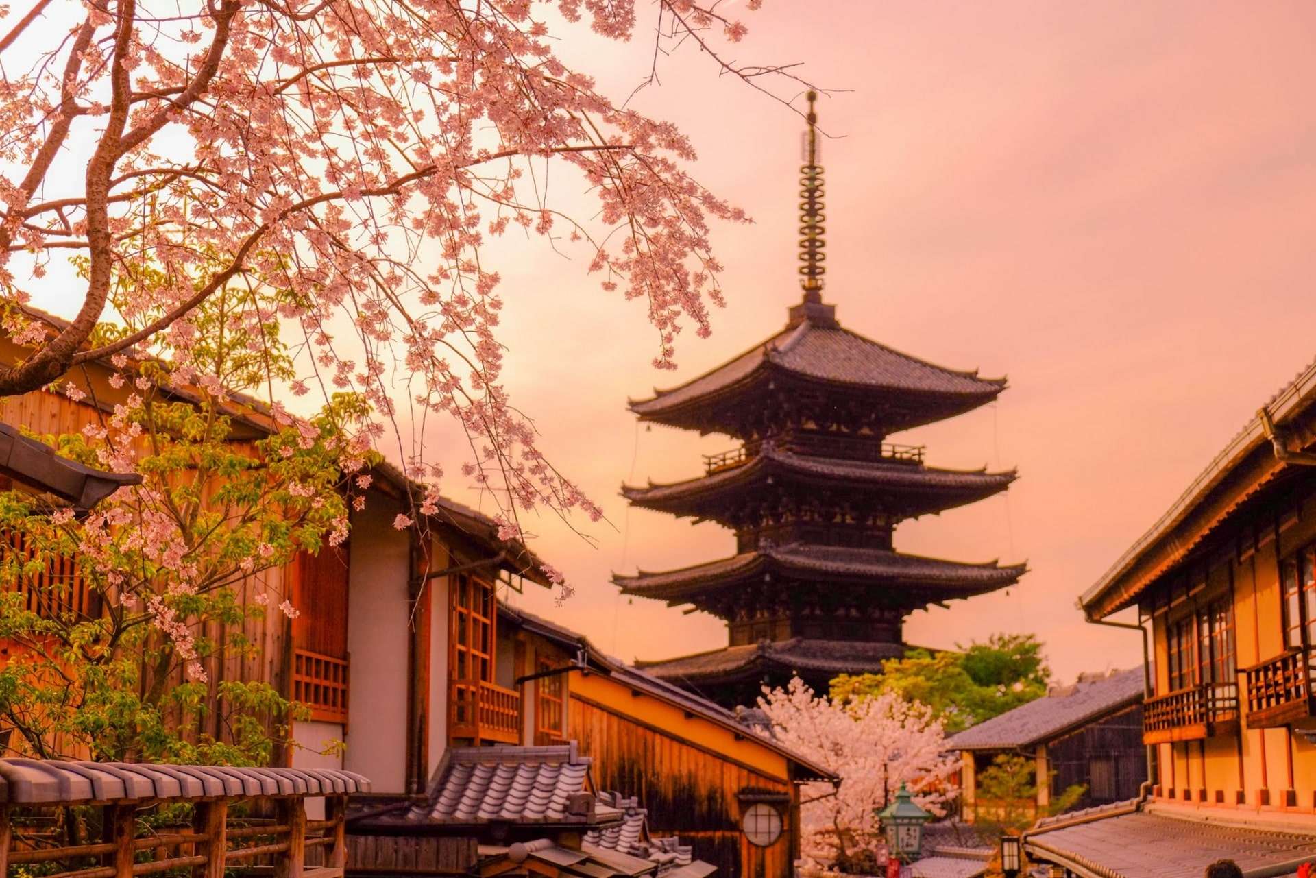 Kyoto Cherry Blossom