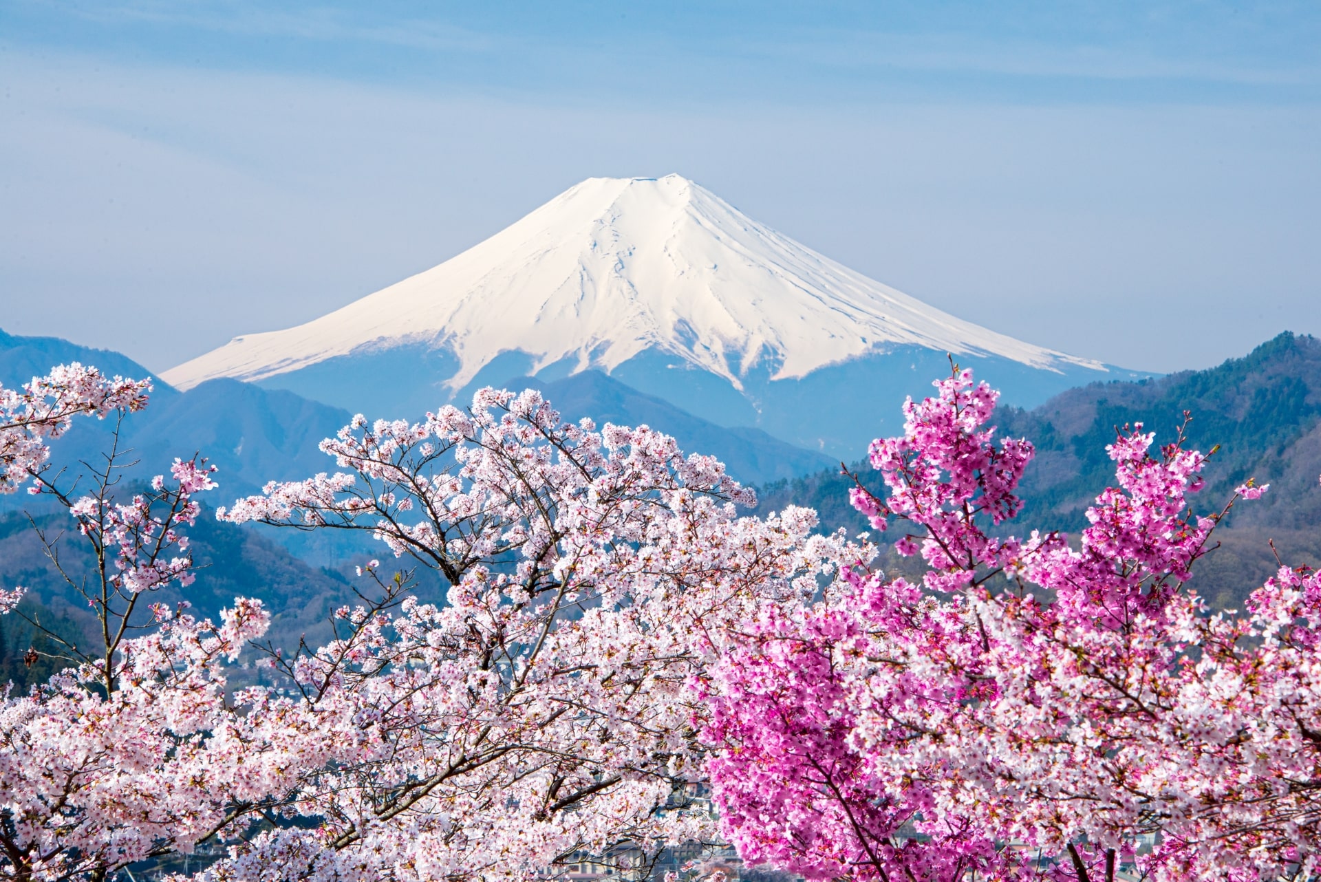 Mt.Fuji Cherry Blossom
