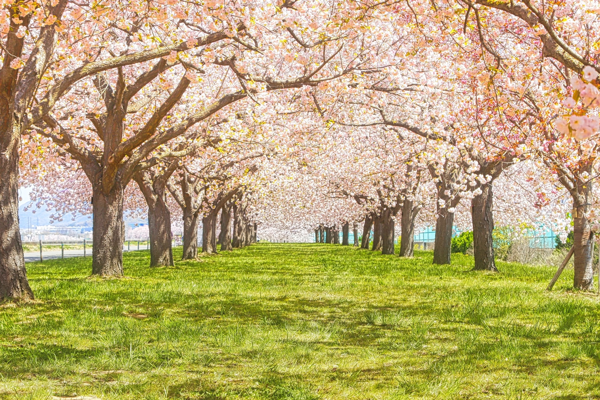 Nagano Cherry Blossom