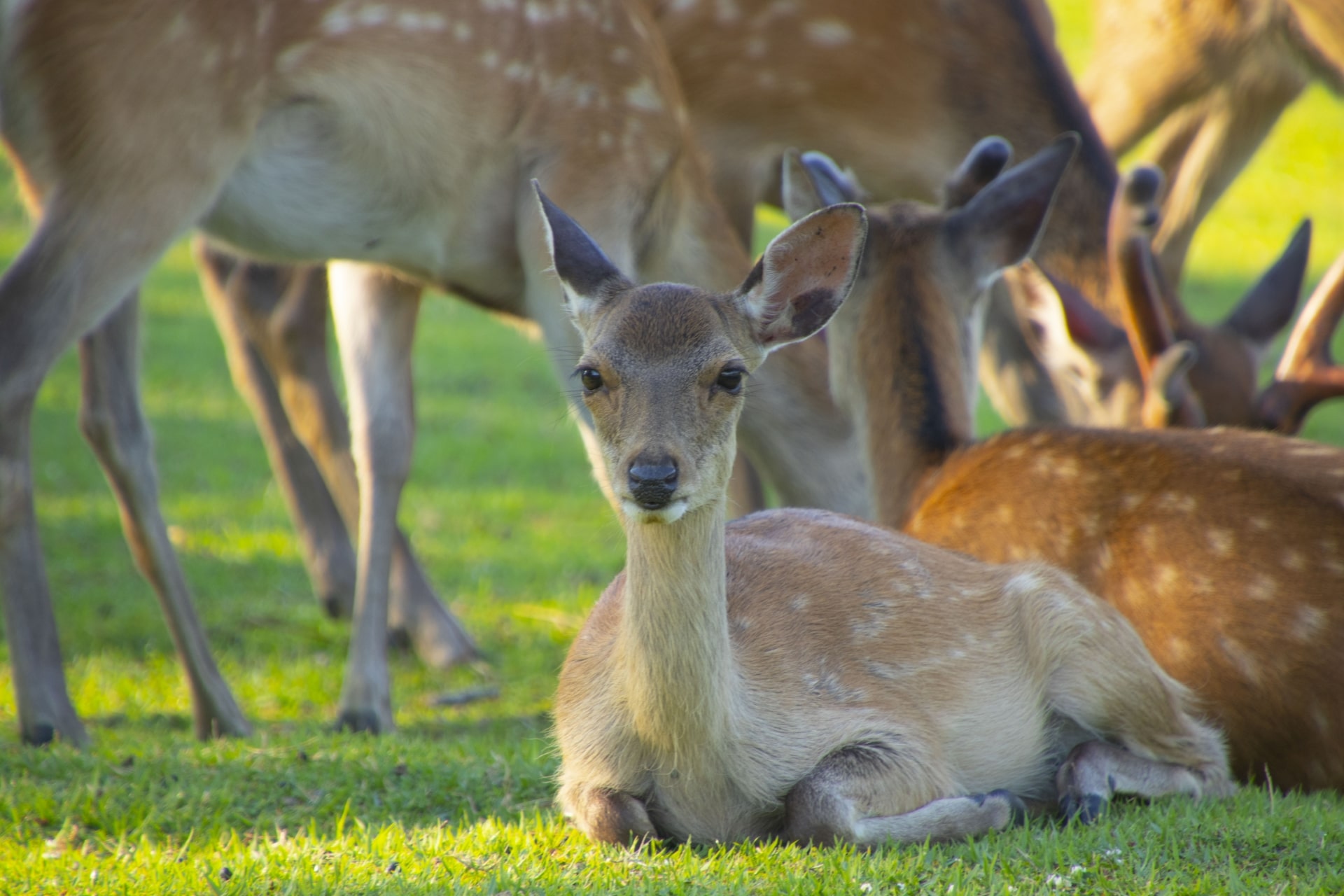 Nara Park (Nara)