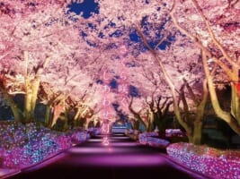 Night Cherry Blossom Jewellumination at Yomiuri Land