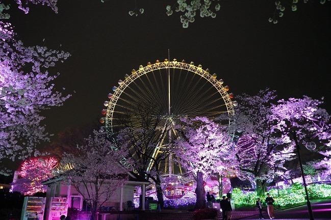 Night Cherry Blossom Jewellumination 2023