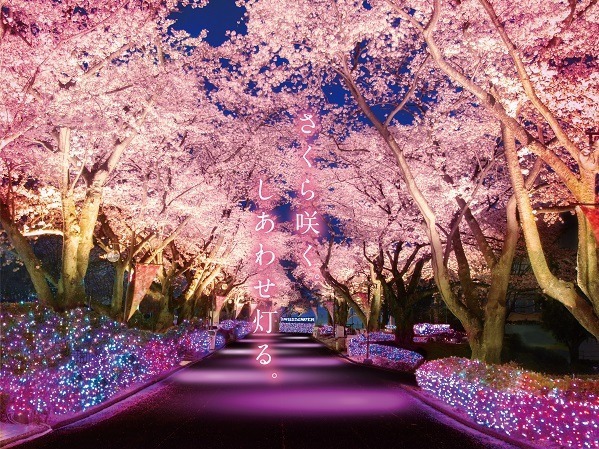 Night Cherry Blossom Jewellumination 2023