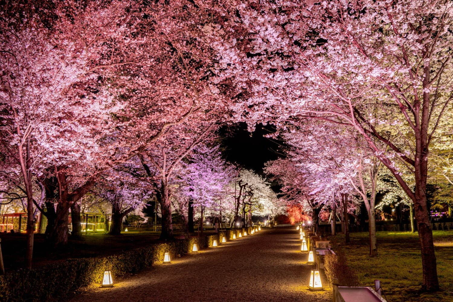 Nijo Castle Cherry Blossom Light-Up