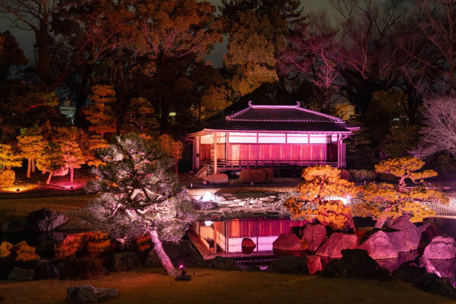 Nijo Castle Cherry Blossom Light-Up