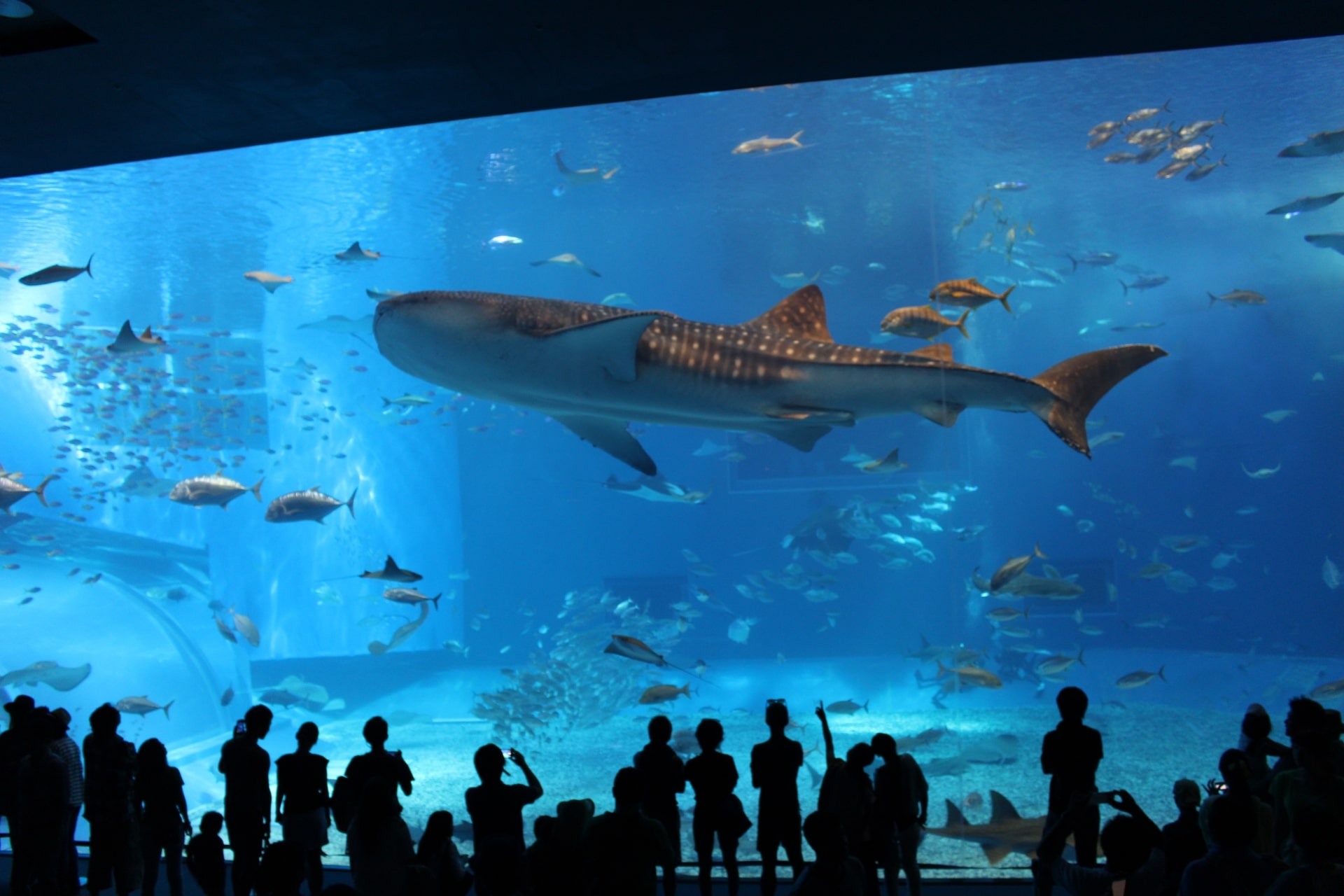 Churaumi Aquarium (Okinawa)