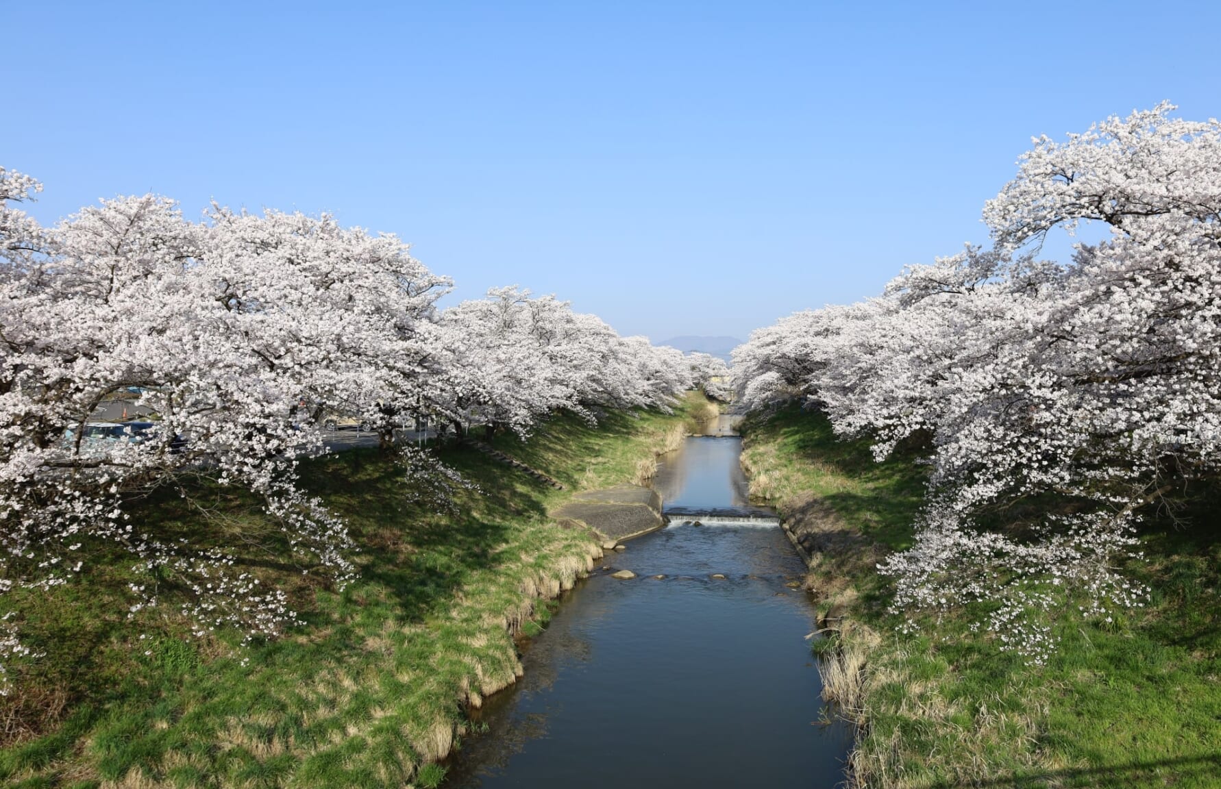 Sakura in Toda River