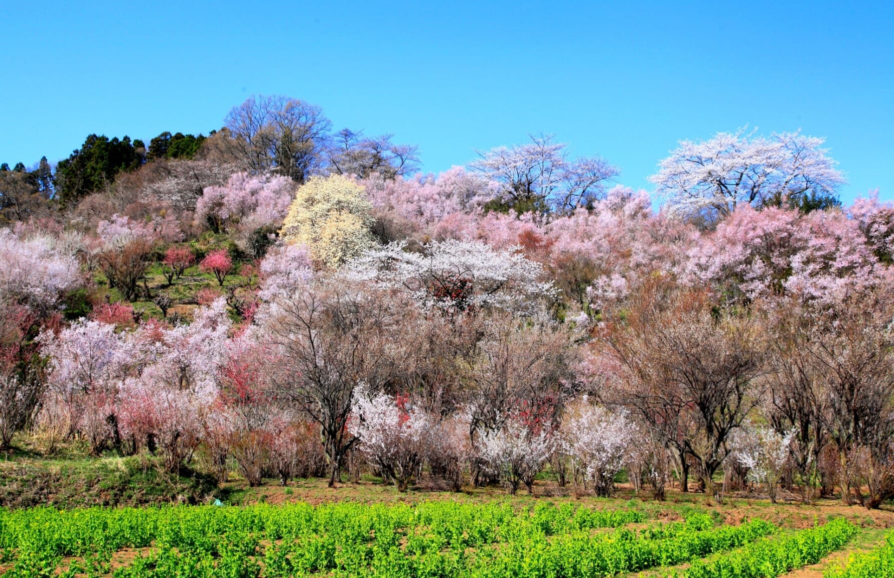 10 Best Spots to View Cherry Blossoms in Fukushima - Japan Web Magazine