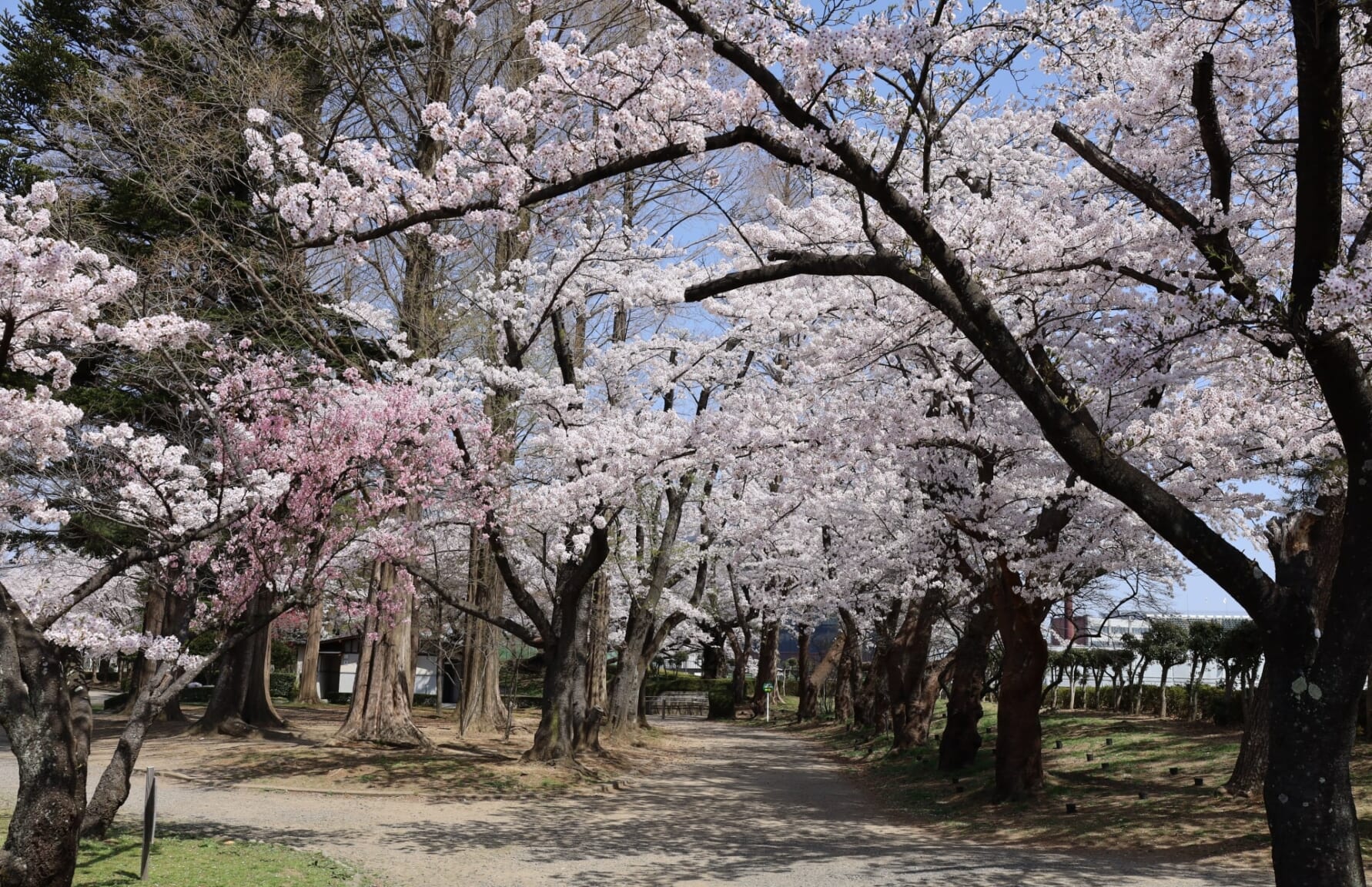 Sakura in Kaiseizan Park