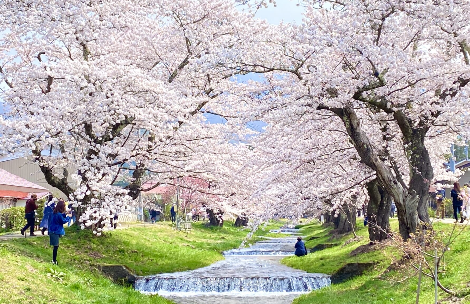 Kannonji River during sakura season