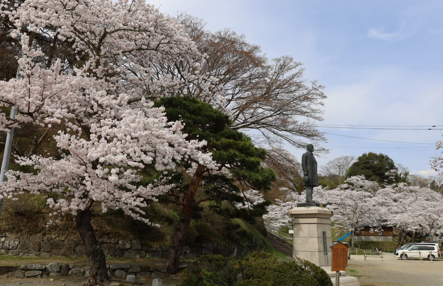 Sakura in Kasumigajo Park
