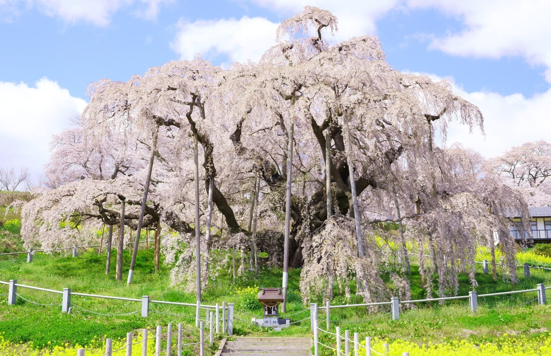 10 Best Spots to View Cherry Blossoms in Fukushima - Japan Web