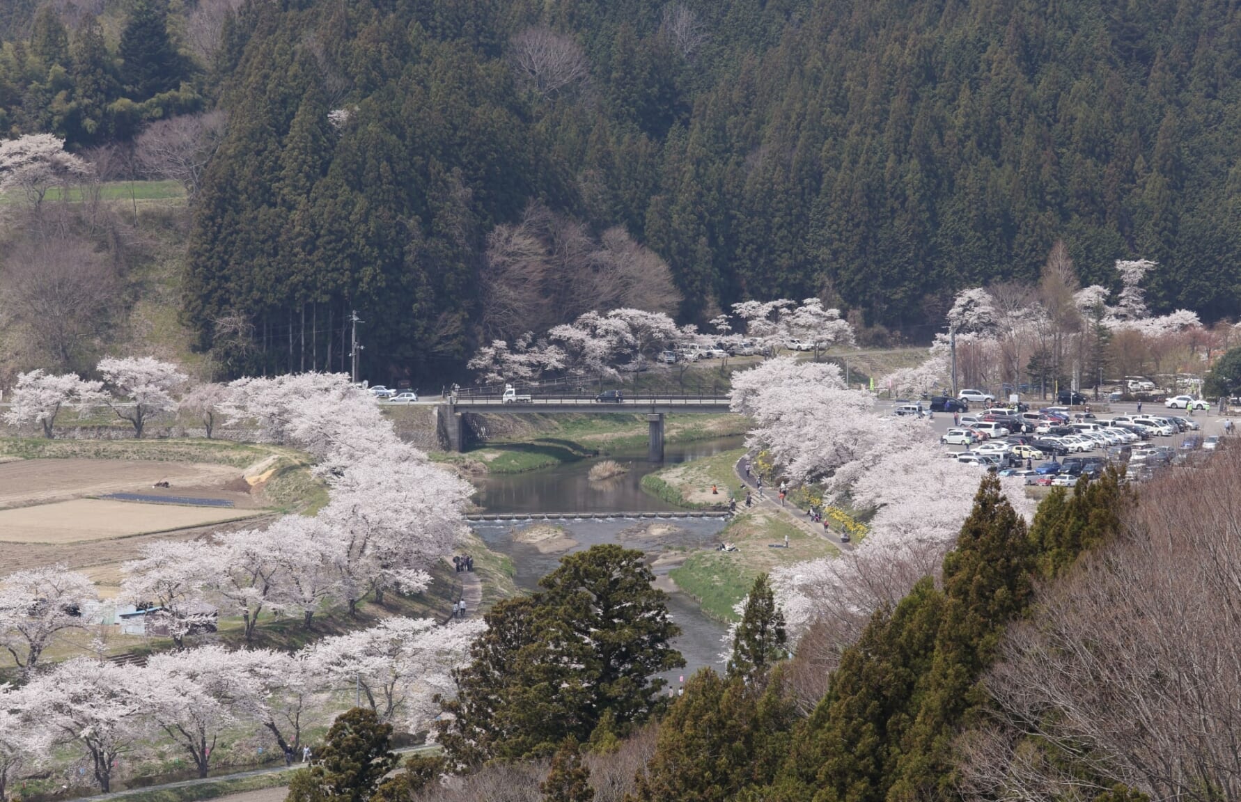 Natsui Senbon Zakura