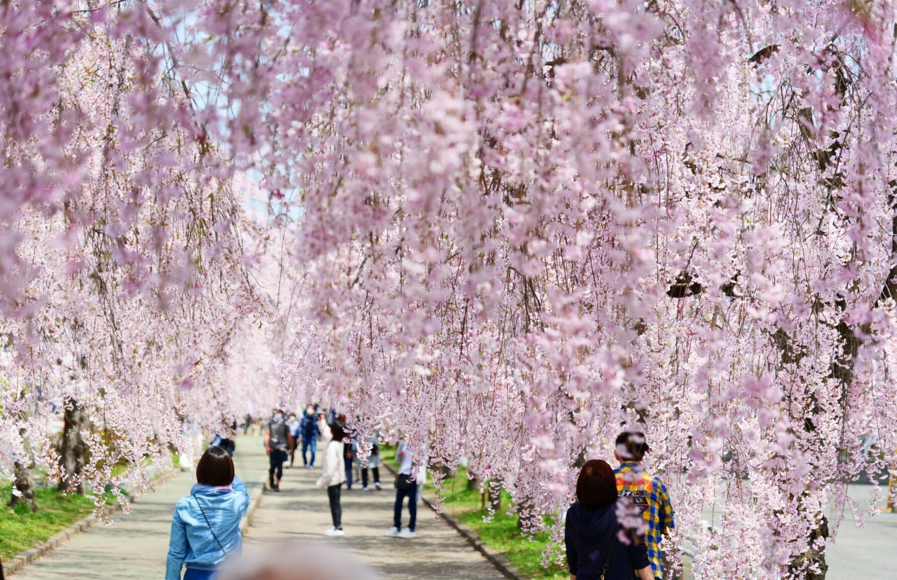 Cherry Blossoms along Nicchu Line