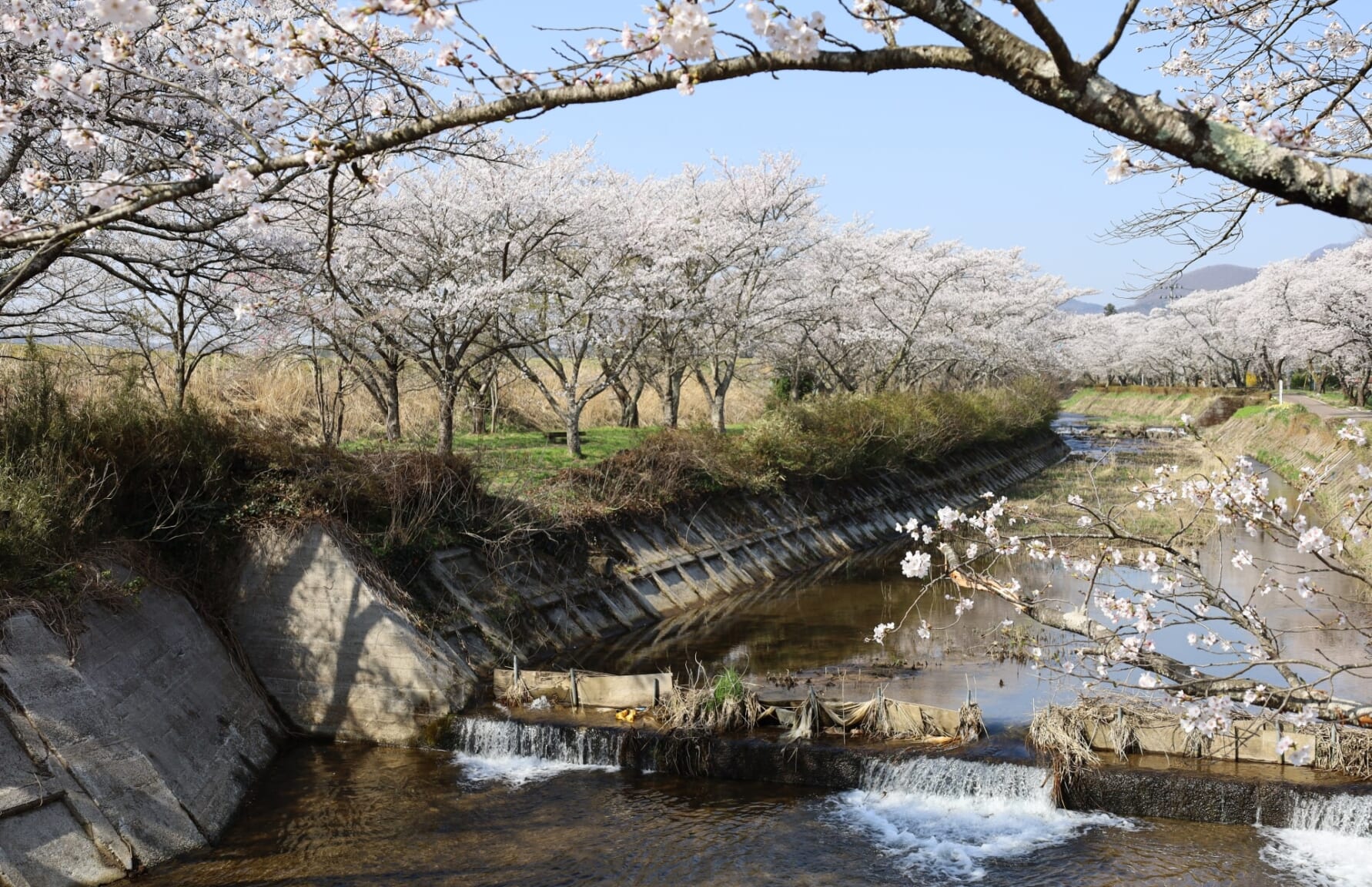 Sasahara River Senbonzakura