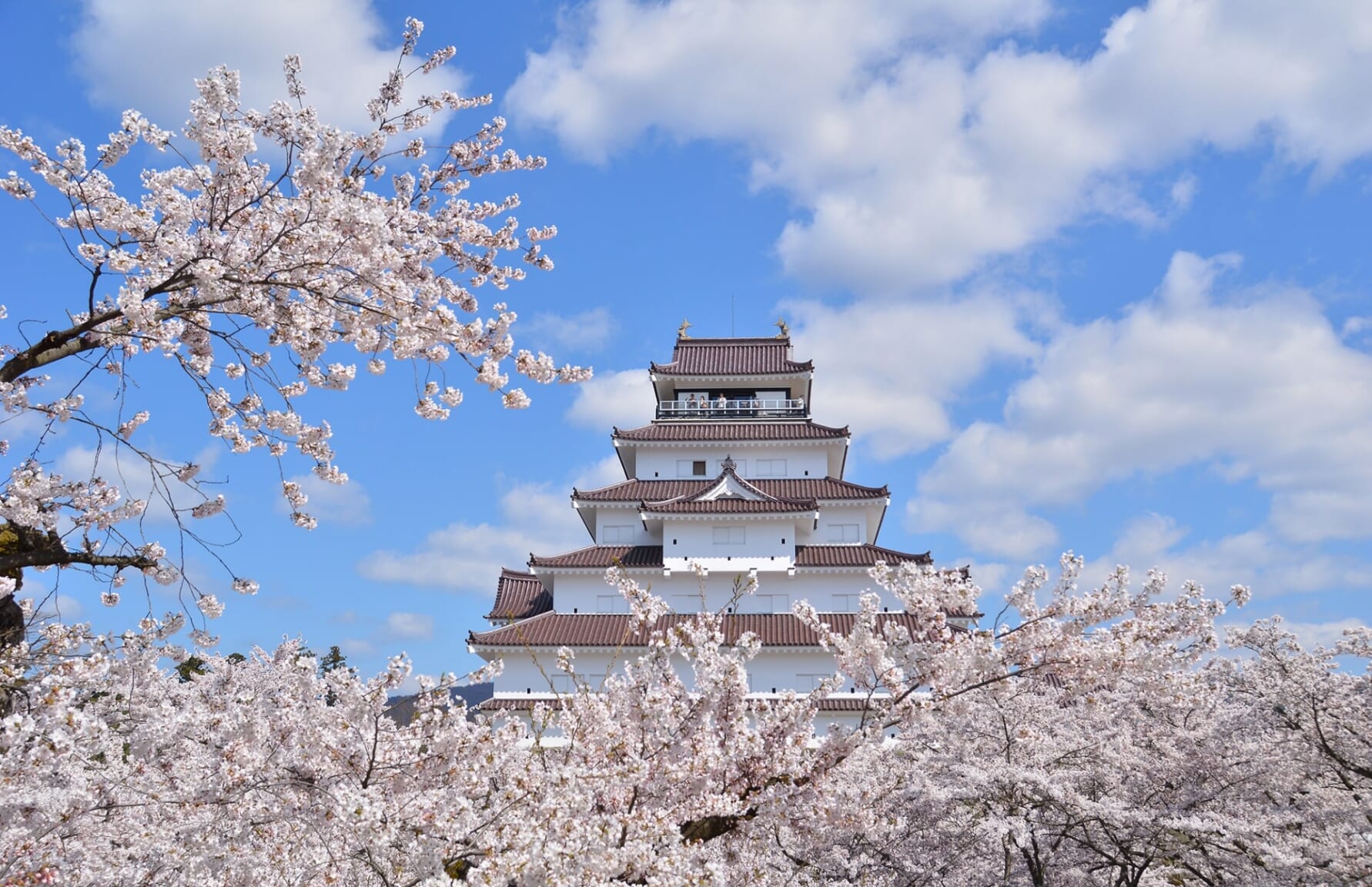 Sakura in Tsurugajo Castle Park