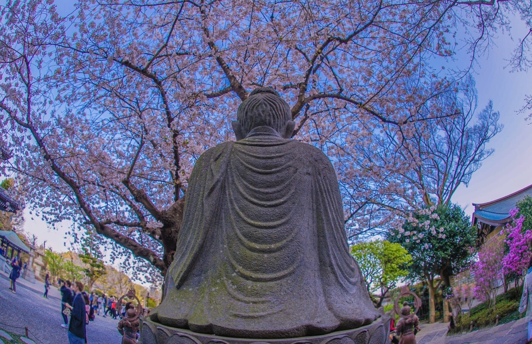 Cherry blossoms in Hasedera