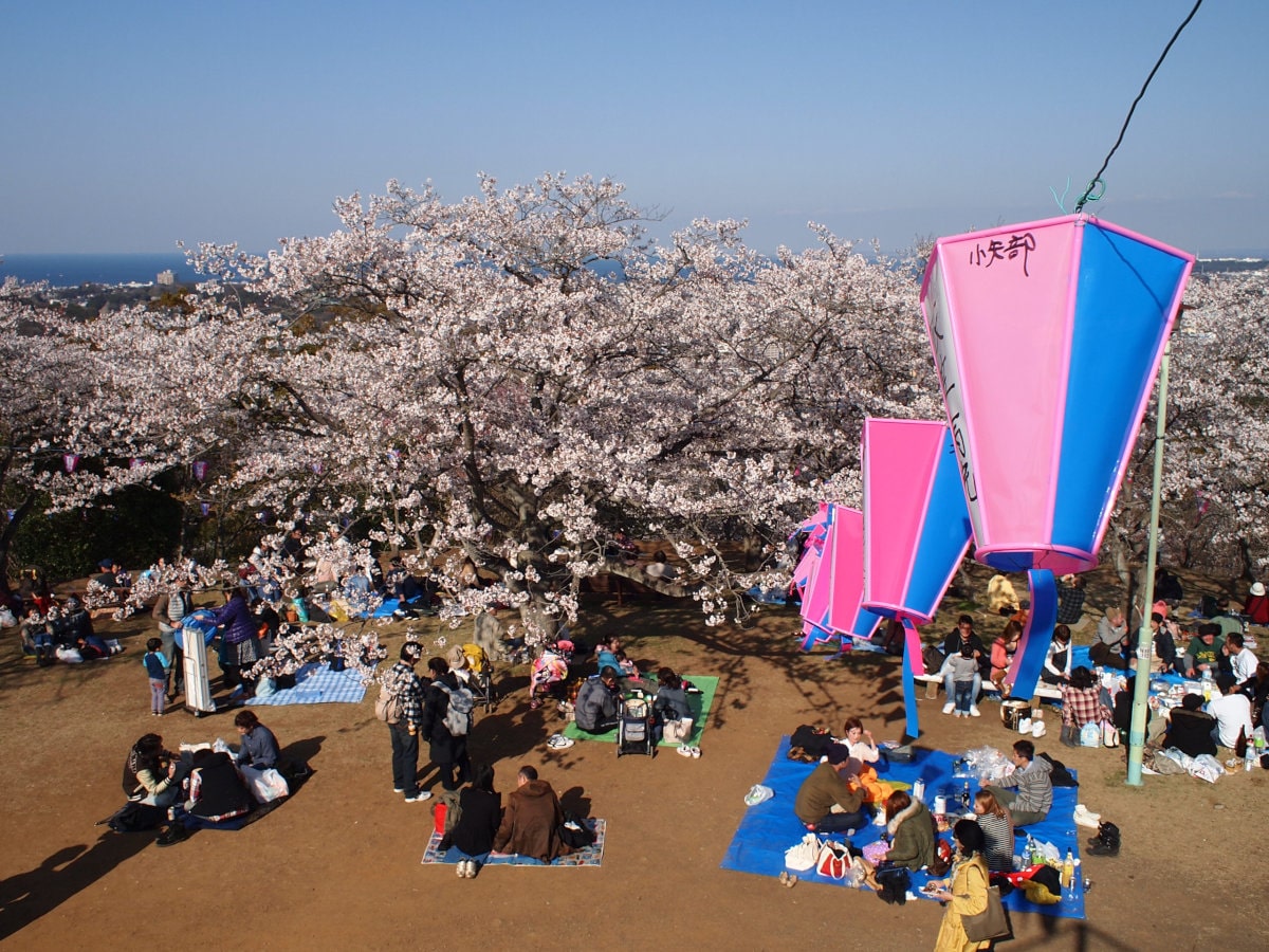 Kinugasayama Park during sakura season