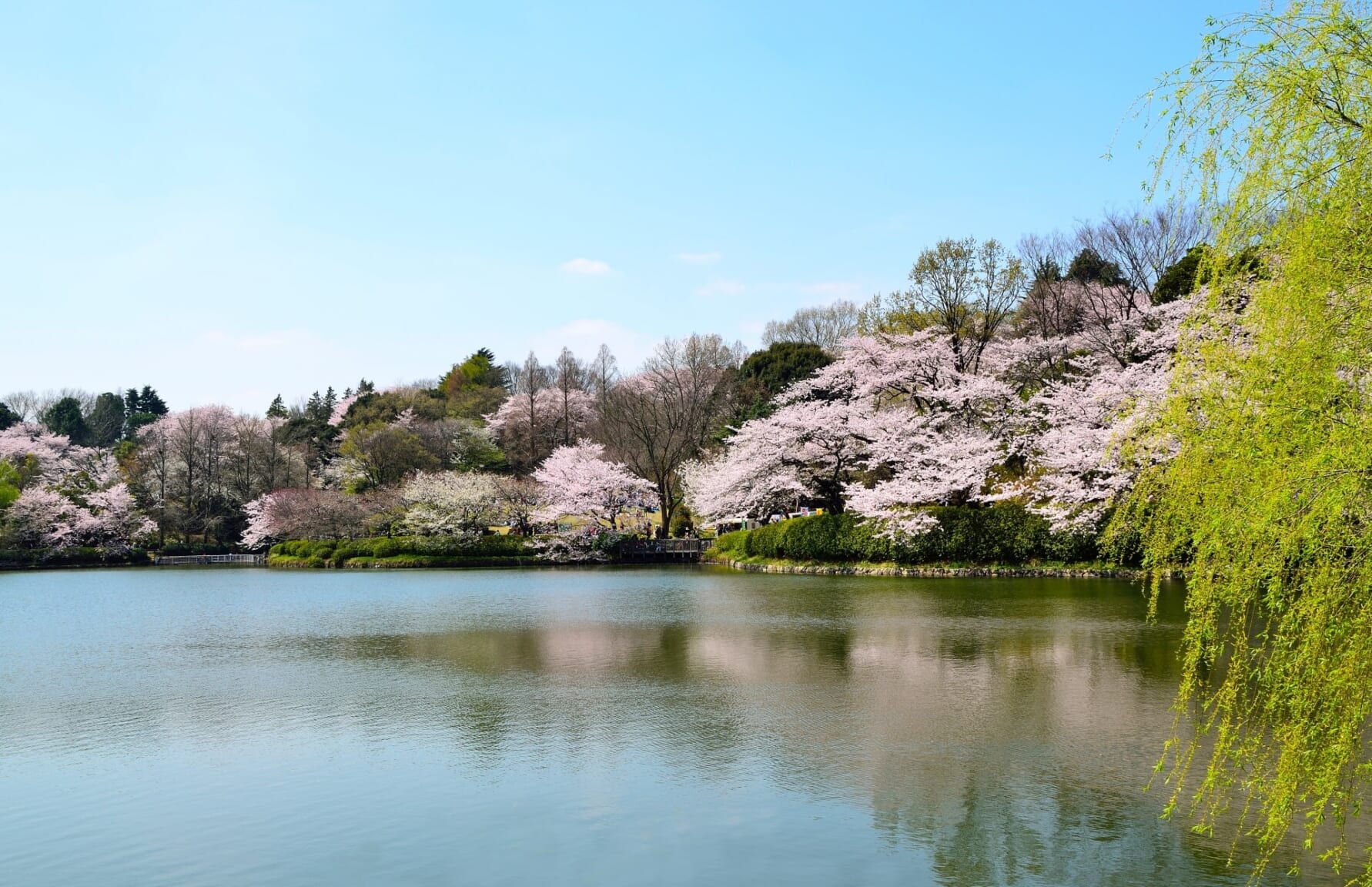 Sakura in Mitsuike Park