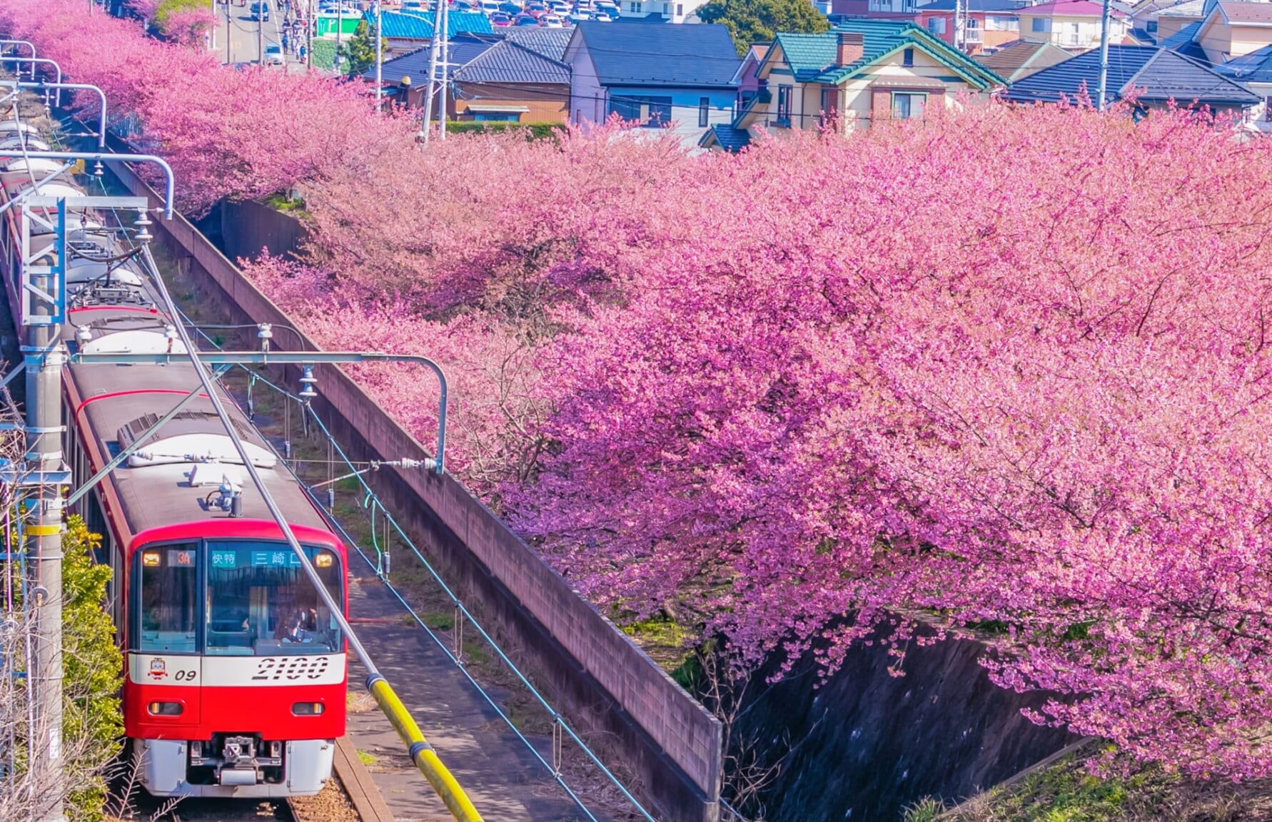 Sakura in Miura Kaigan Sakura Festival