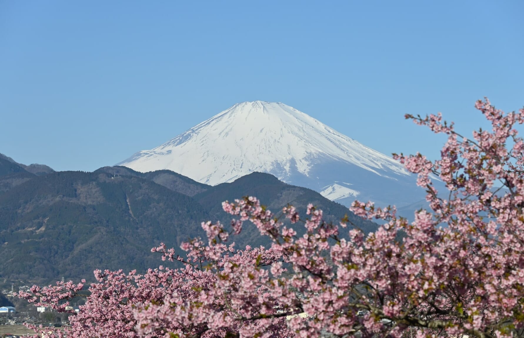 Mt. Fuji framed with Kawazu Zakura from Nishihirabatake Park