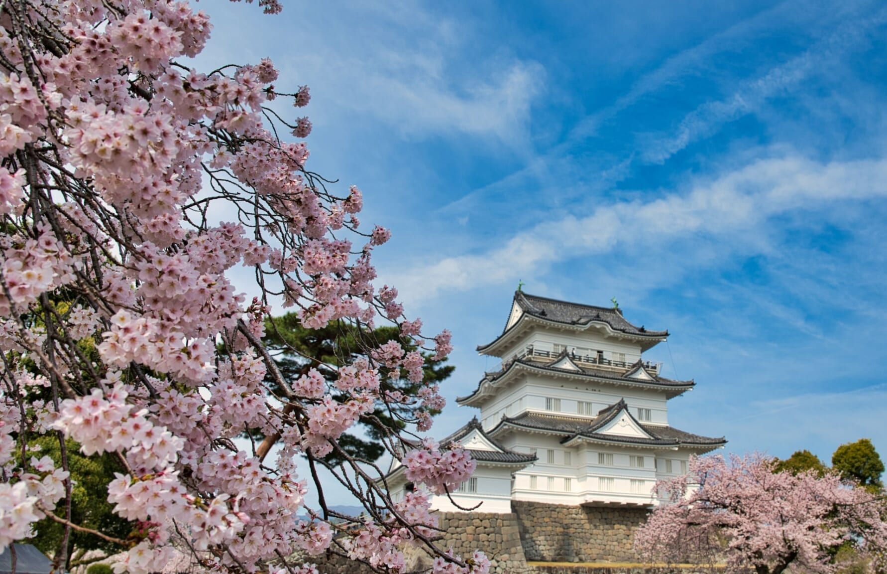 Cherry blossoms in Odawara Castle