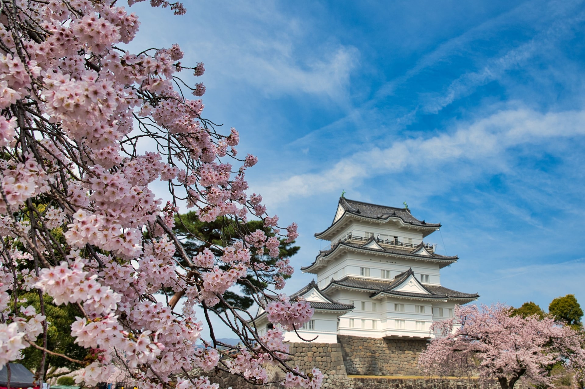 Cherry blossoms in Odawara Castle